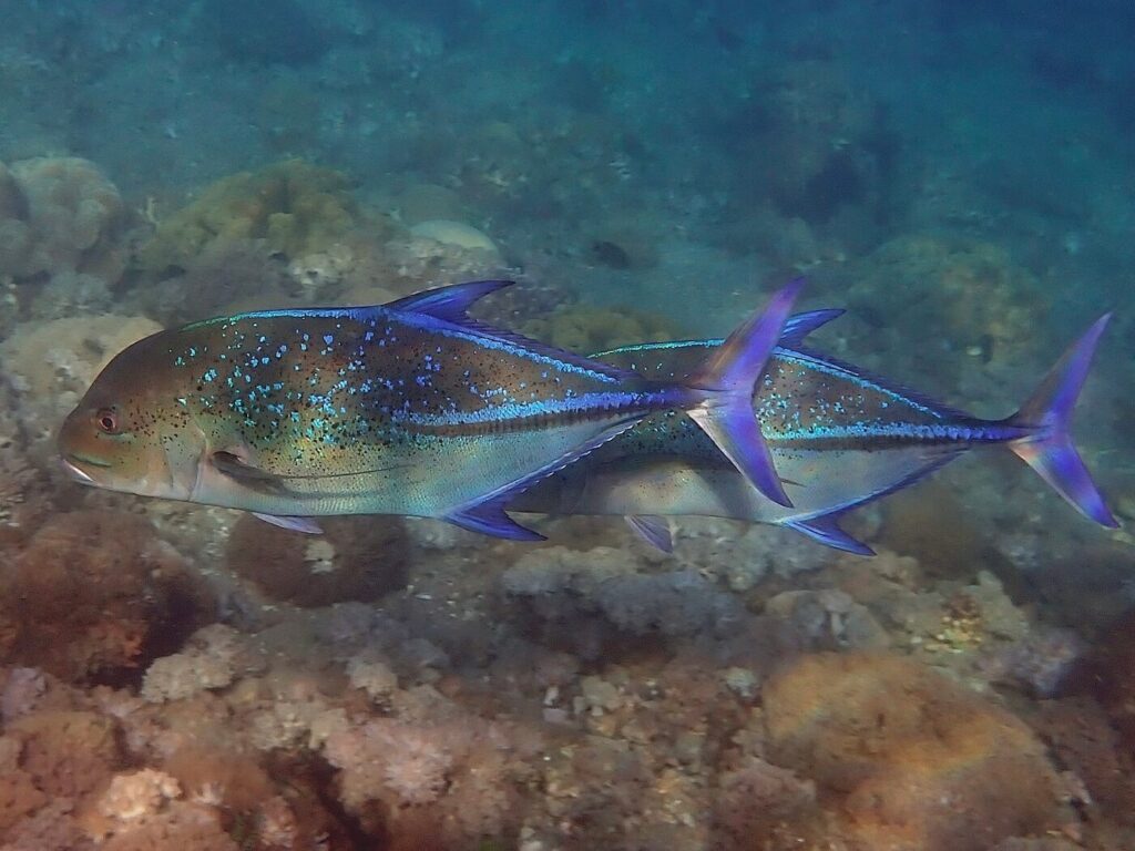 Bluefin Trevally at Alami Alor