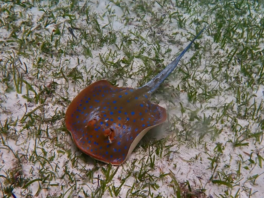 Bluespotted ribbontail ray in seagrass at Wakatobi Resort