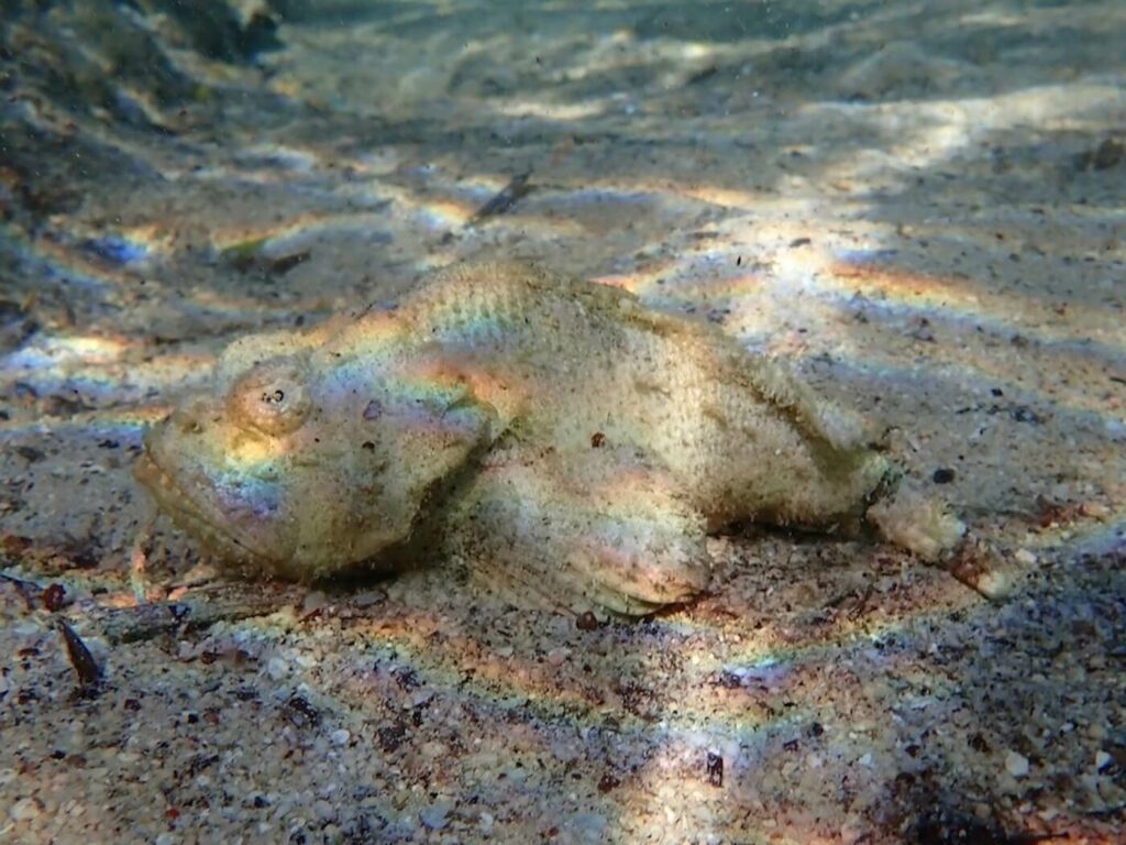 Flasher scorpionfish in the sand next to the Wakatobi Resort's jetty