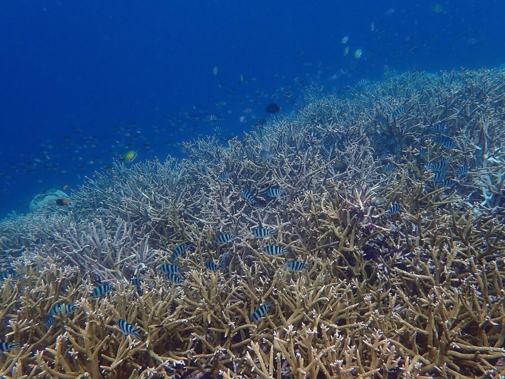Branching coral at Misool house reef