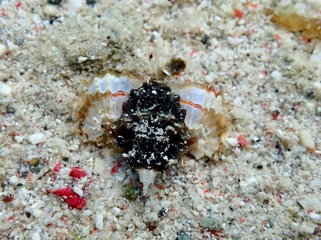 Sea Moth at Komodo Resort
