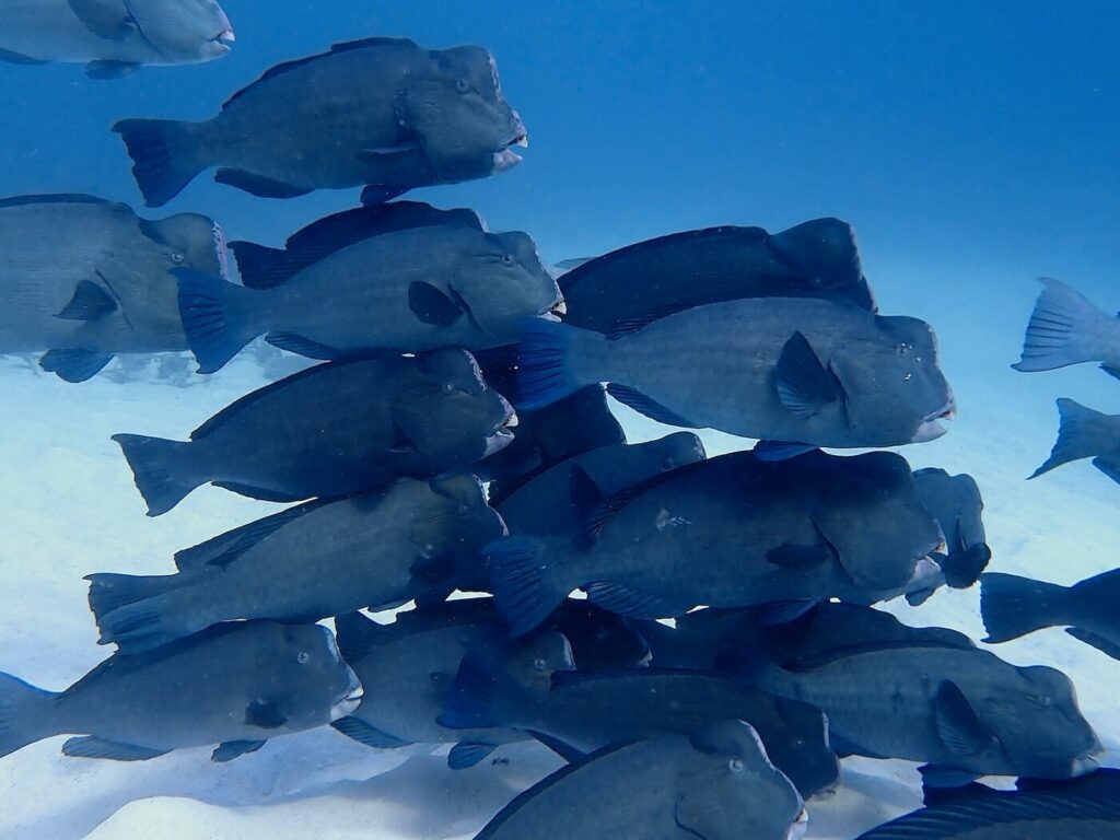 School of bumphead parrotfish at Misool