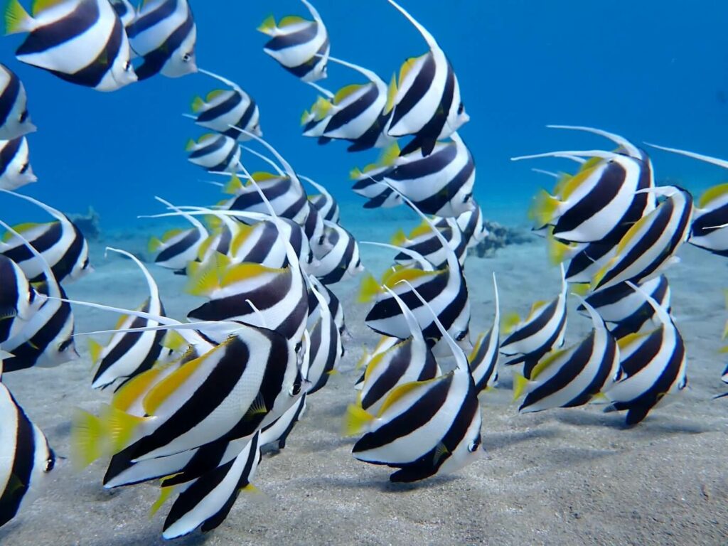 Schooling Bannerfish in Abu Dabbab