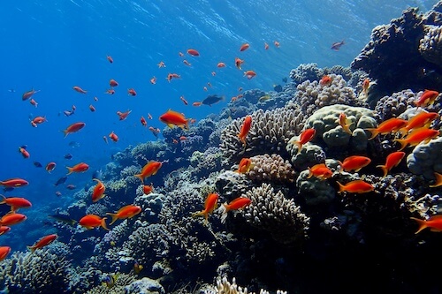 Self guided snorkeling trip in Egypt