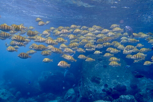 Self guided snorkeling trip in Seychelles
