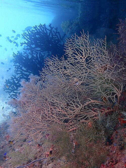 slides-planet-snorkeling - 11