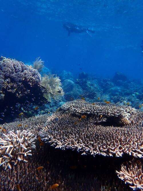 slides-planet-snorkeling - 6