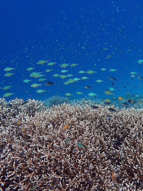 slides-planet-snorkeling - 8