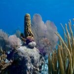 Snorkeling Expedition Belize