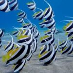 Snorkeling Expedition Egypt