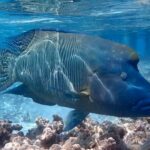 Snorkeling Expedition French Polynesia