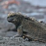 Snorkeling Expedition Galapagos Islands