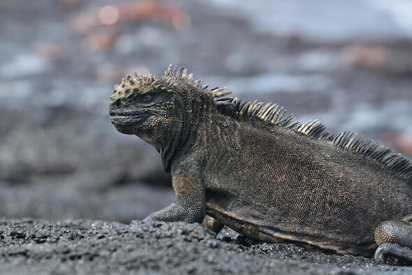 Snorkeling Expedition Galapagos Islands