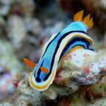 Snorkeling Expedition Indonesia