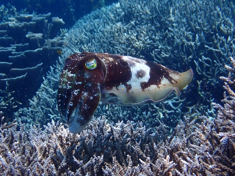 Cuttlefish in Komodo National Park
