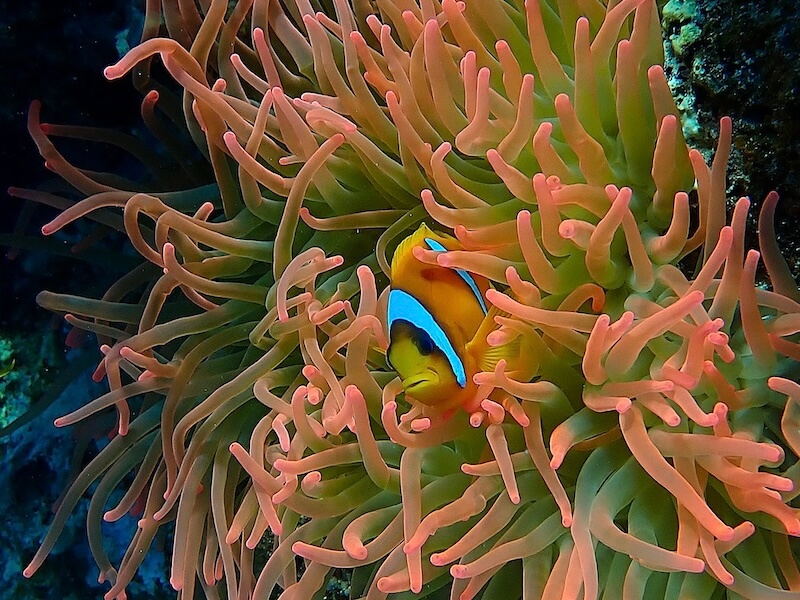 Red Sea Anemonefish