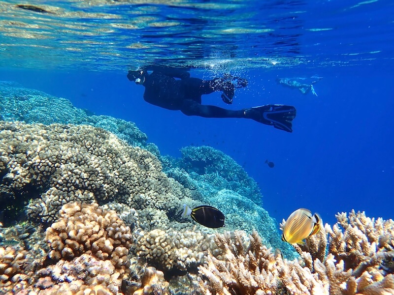 Snorkeling Fakarava South Pass